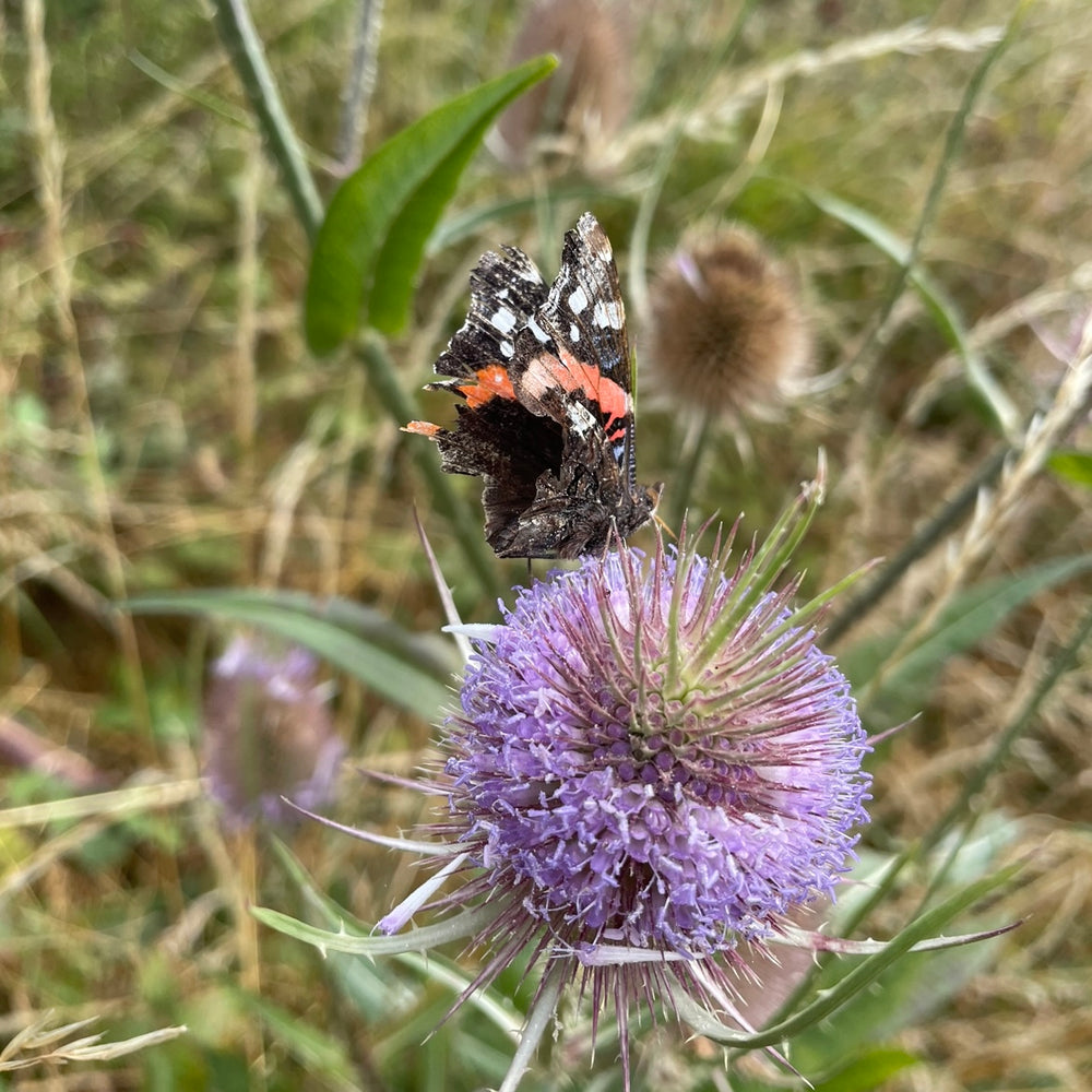 The Weird and Wonderful Sense of Smell